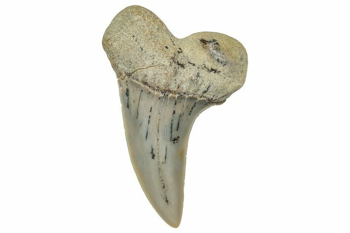 Fossil Shark Tooth (Carcharodon planus) - Bakersfield, CA #351468